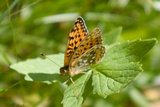 Aglajaperlemorvinge (Argynnis aglaja)