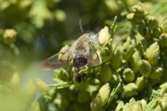 Broad-bordered Bee Hawk-moth (Hemaris fuciformis)