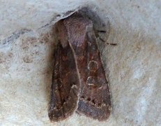 Lead-coloured Drab (Orthosia populeti)