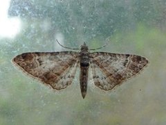 Double-striped Pug (Gymnoscelis rufifasciata)