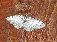 Grey Birch (Aethalura punctulata)