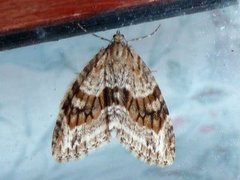 Barred Tooth-striped (Trichopteryx polycommata)