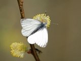 Rapssommerfugl (Pieris napi)