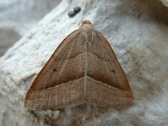 Brown Silver-line (Petrophora chlorosata)