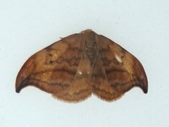 Dusky Hook-tip (Drepana curvatula)