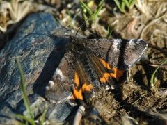 Orange Underwing (Archiearis parthenias)