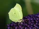 Sitronsommerfugl (Gonepteryx rhamni)