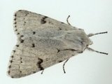 Hvitt kveldfly (Acronicta leporina)