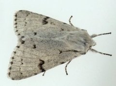 Hvitt kveldfly (Acronicta leporina)