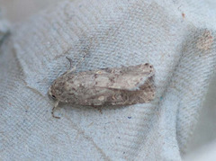 Vandresteppefly (Spodoptera exigua)