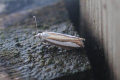 Pearl-band Grass Veneer (Catoptria margaritella)
