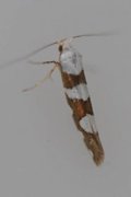 Gold-ribbon Argent (Argyresthia brockeella)