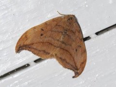 Dusky Hook-tip (Drepana curvatula)