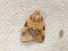Brown-barred Tortrix (Epagoge grotiana)
