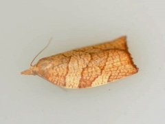 Chequered Fruit-tree Tortrix (Pandemis corylana)