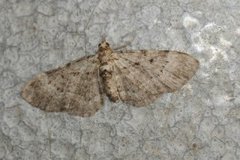 Bilberry Pug (Pasiphila debiliata)