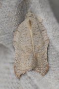 Konkavflatvikler (Acleris emargana)