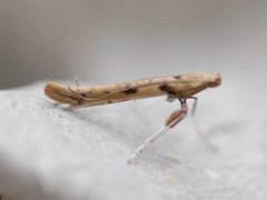 Caloptilia betulicola/elongella