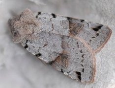Brown-spot Pinion (Agrochola litura)