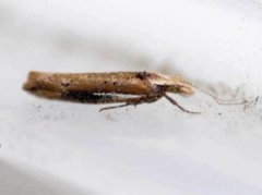 White-shouldered Smudge (Ypsolopha parenthesella)
