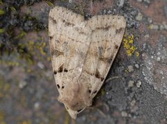 Plain Clay (Eugnorisma depuncta)