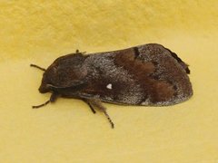 Pine Lappet (Dendrolimus pini)