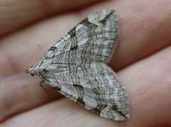 Treble-bar (Aplocera plagiata)