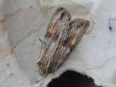 Brunt kappefly (Lithophane socia)