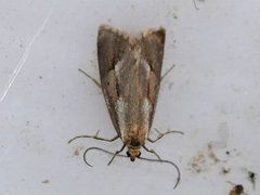 November Tubic (Diurnea lipsiella)