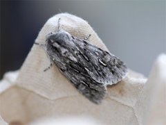 Rannoch Sprawler (Brachionycha nubeculosa)