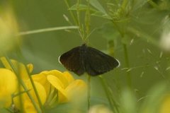 Chimney Sweeper (Odezia atrata)