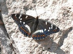 Poplar Admiral (Limenitis populi)