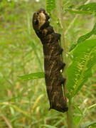 Stor snabelsvermer (Deilephila elpenor)