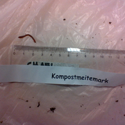 Red Wiggler Worm (Eisenia andrei/fetida)