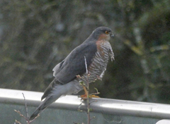 Spurvehauk (Accipiter nisus)