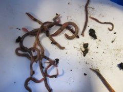 Green Worm (Allolobophora chlorotica)