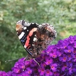 Admiral (Vanessa atalanta)