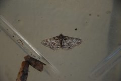 Ringed Carpet (Cleora cinctaria)