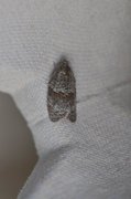 Dark-barred Tortrix (Syndemis musculana)
