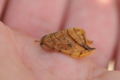 Dusky Hook-tip (Drepana curvatula)