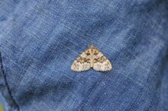 Broken-barred Carpet (Electrophaes corylata)