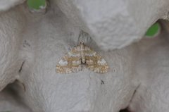 Gul lundmåler (Perizoma flavofasciata)