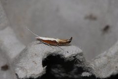 Honeysuckle Moth (Ypsolopha dentella)