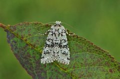 Grønt eikefly (Griposia aprilina)