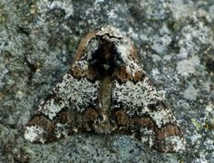 Oak Beauty (Biston strataria)