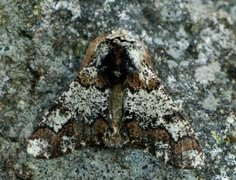 Eikelurvemåler (Biston strataria)