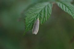 Common Footman (Eilema lurideola)