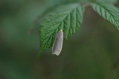 Blygrå lavspinner (Eilema lurideola)