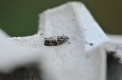 Diamond-back Marble (Eudemis profundana)