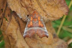 The Herald (Scoliopteryx libatrix)